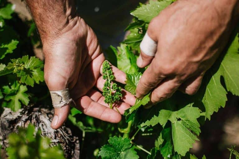 Agencia de comunicación en el mundo del vino