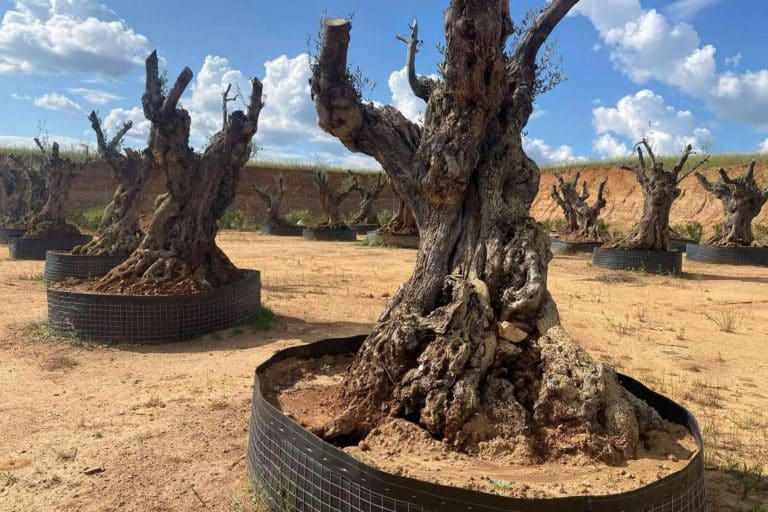 Venta de olivos a toda España, de la mano de Olivos Extremadura