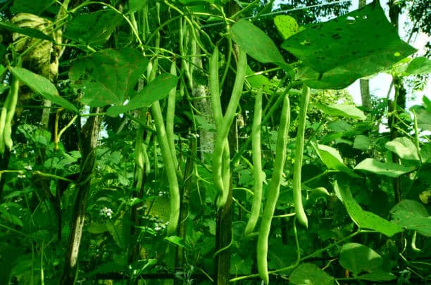 ¿Cuándo Es Temporada De Judías Verdes?
