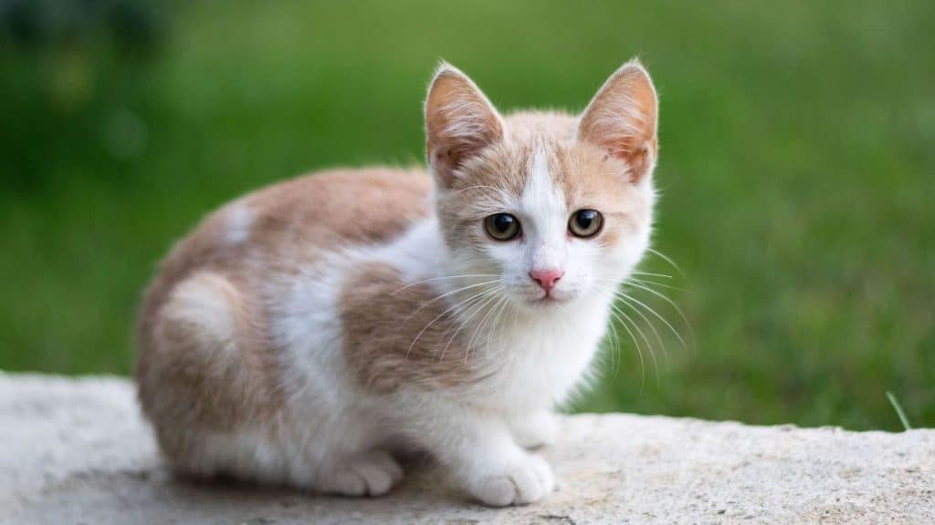 Alimentos Para Tu Gato