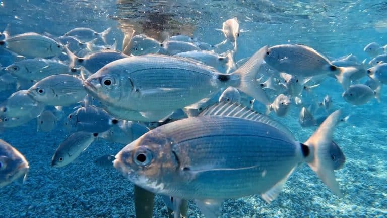 Existen peces transparentes.
