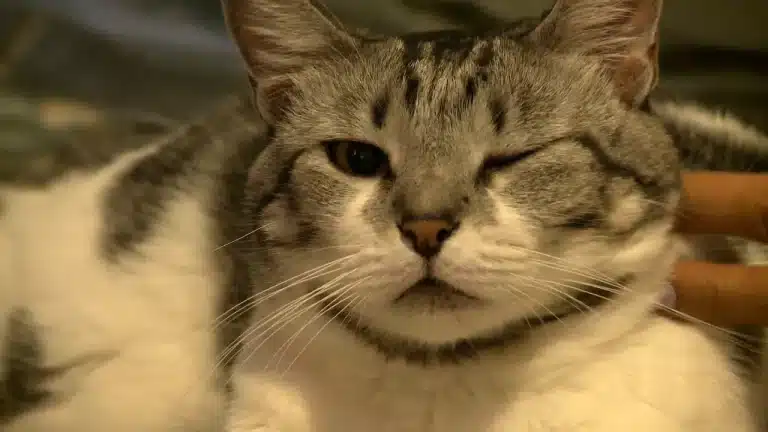 ¿Por qué se dice que un gato tiene 7 vidas?