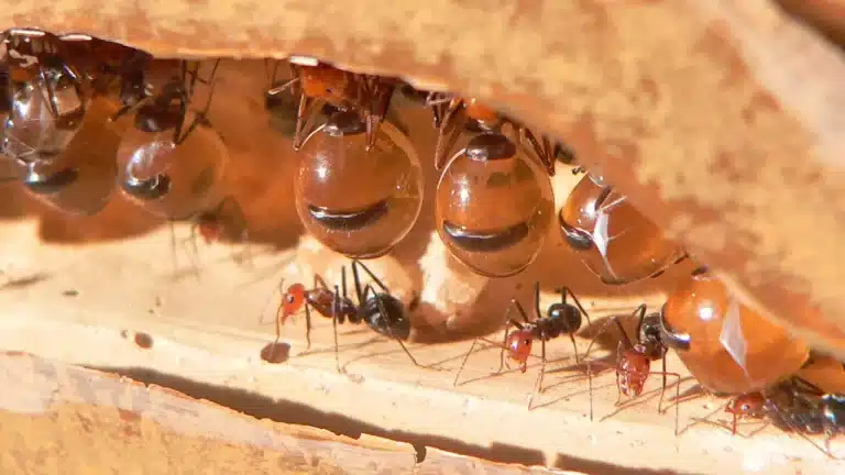 Hormigas mieleras.