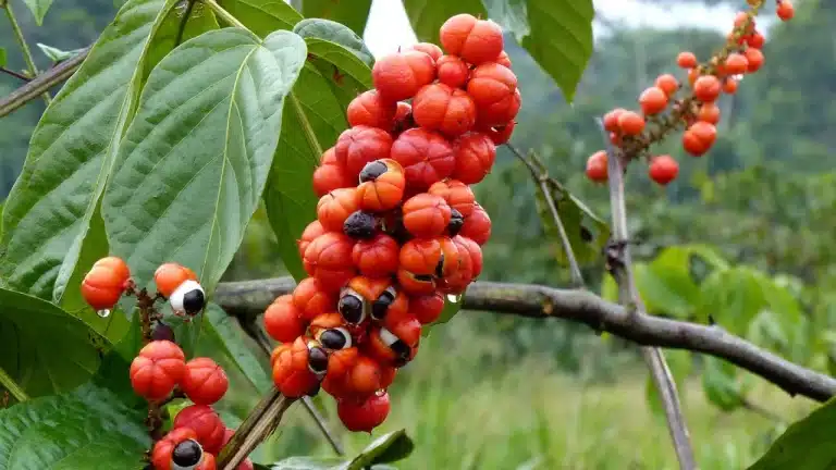 La cafeína de las semillas de el guaraná es 4 veces mayor que la presente en el café.