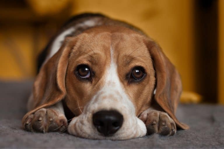 TikTok revela los signos que muestran cuándo tu perro siente celos