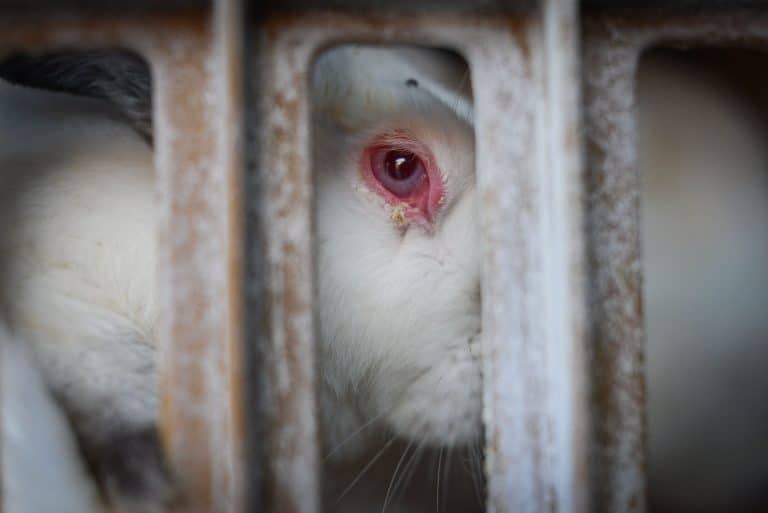 La Fundación Igualdad Animal pide el fin de las jaulas en la ganadería