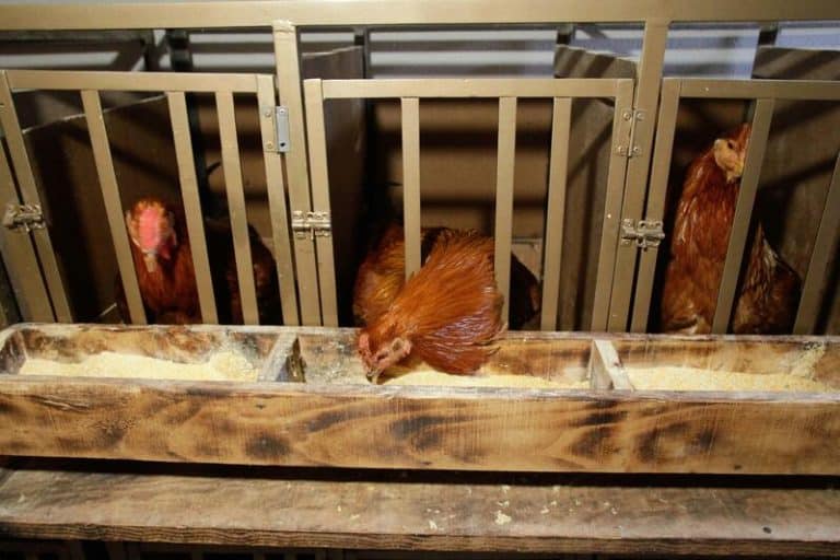 La nueva normativa para mejorar el bienestar animal en las granjas entra hoy en vigor