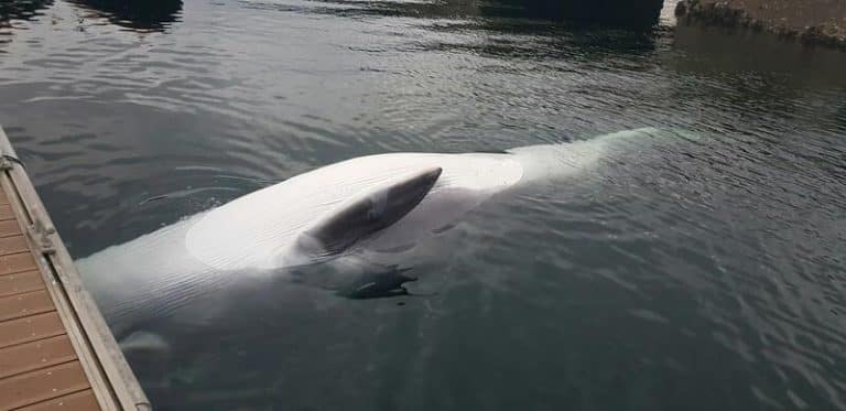 Hallan una ballena en los muelles de la Estación Naval de La Graña  en Ferrol
