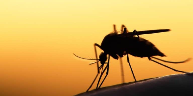 La Fundación para la Investigación en Enfermedades Olvidadas (India)  y DevsHealth contra los flavivirus