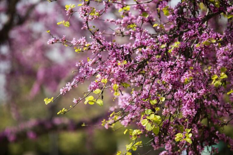 La primavera de 2023 empieza hoy y durará 92 días y 18 horas