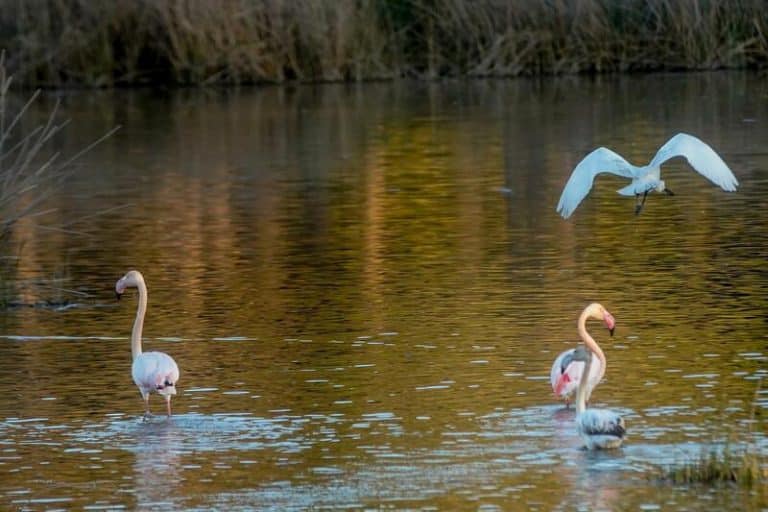 Bruselas da un ultimátum a España para corregir los daños en Doñana antes de acudir al TJUE para pedir multa