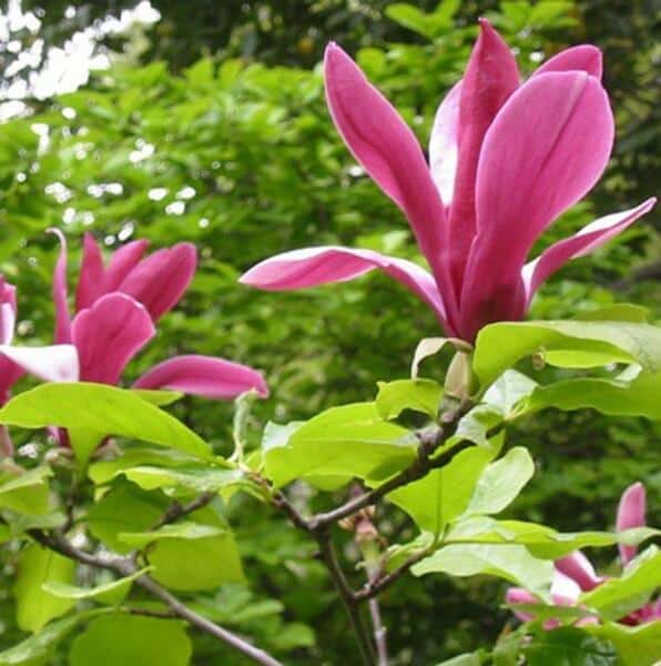 El Real Jardín Botánico exibirá desde hoy las plantas tintóreas que llegaron de América