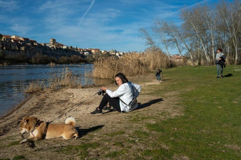 La ley que prohíbe vender animales en tienda y obliga a hacer un curso para tener perro, en vigor el 29 de septiembre