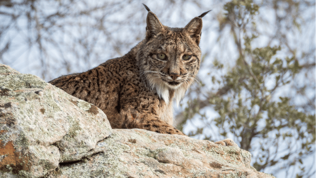 Andalucía evitará así que otros linces compartan destino con Kadir