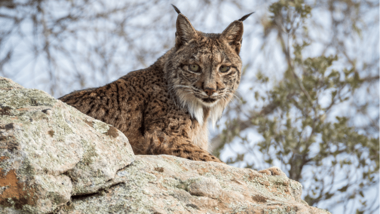 Andalucía evitará así que otros linces compartan destino con Kadir