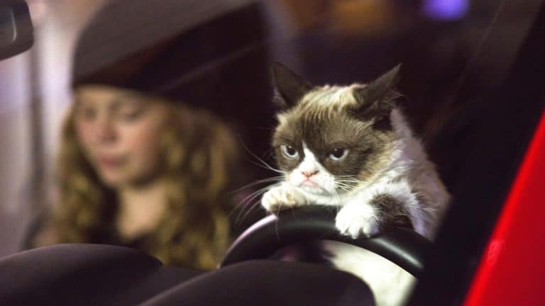 Así debes viajar con tu gato para que la DGT no te multe
