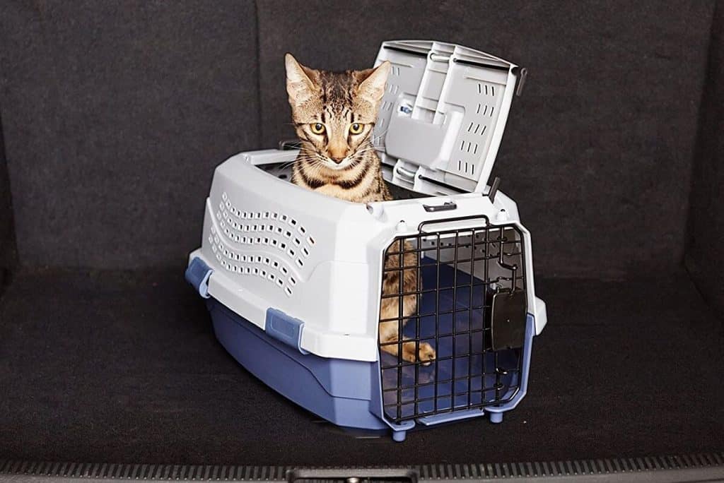 ¿Cómo Transportar Un Gato En El Coche Para Que La Dgt No Me Multe?