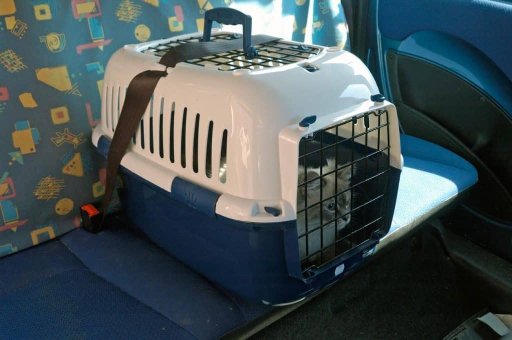¿Por Qué Nuestras Mascotas Deben Viajar Bien Aseguradas?