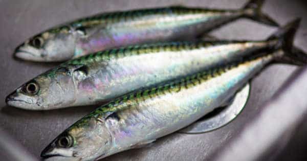 Boquerones En Vinagre: El Truco Infalible Para Que Queden Perfectos En Casa 3 Modo De Preparación De Los Boquerones En Vinagre