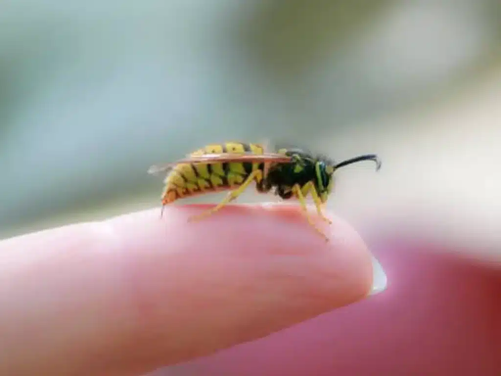 ¿Cómo Responder Ante Una Picadura De Abeja?