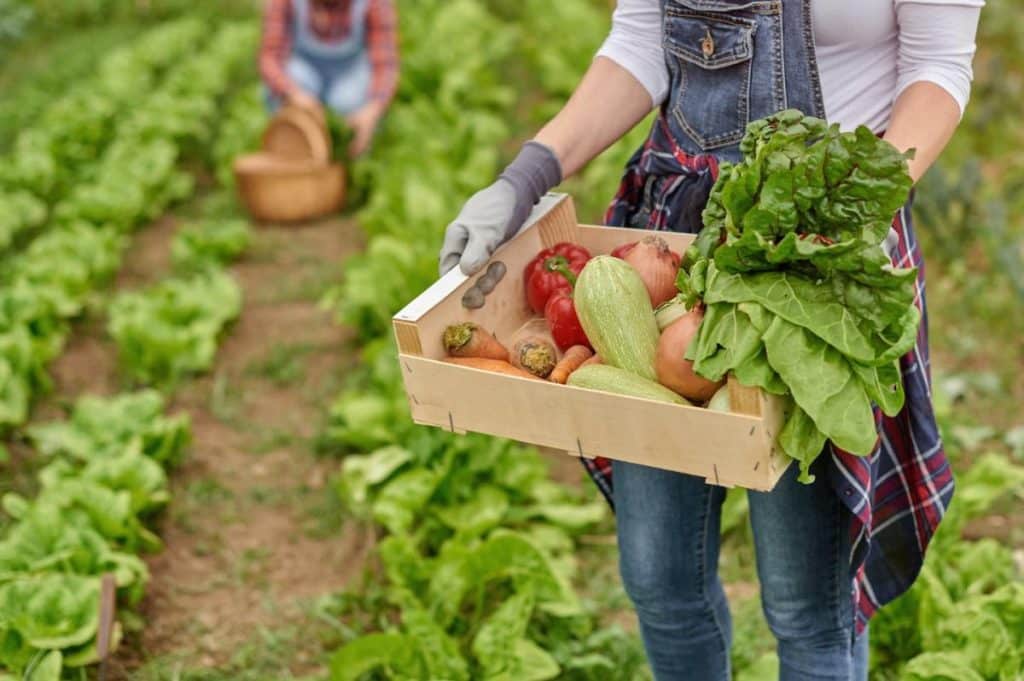 ¿Qué Se Consume En Esta Dieta?
