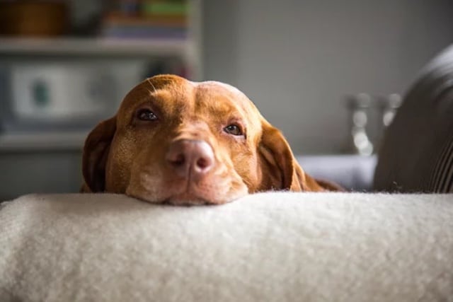 Esta es la razón por la que tu perro te mira fijamente a los ojos