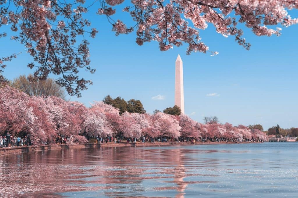 Foto por Andy He – Unsplash WASHINGTON EN PRIMAVERA 