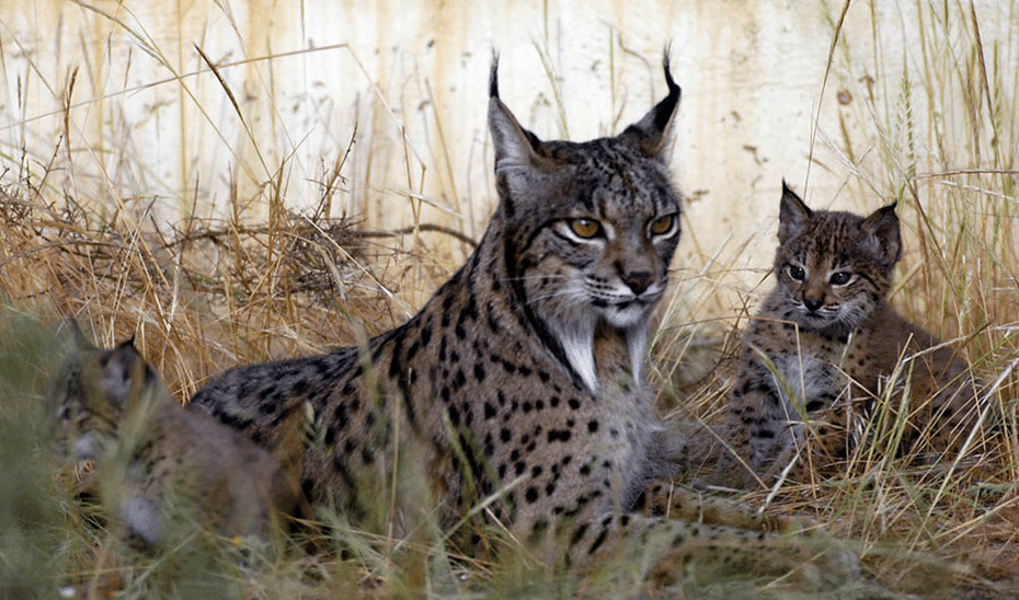 La Triste Realidad Del Lince Ibérico En España