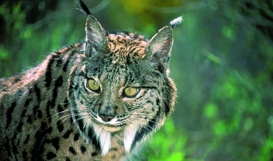 Proyecto Para Evitar Los Atropellos De Linces En Las Carreteras Andaluzas