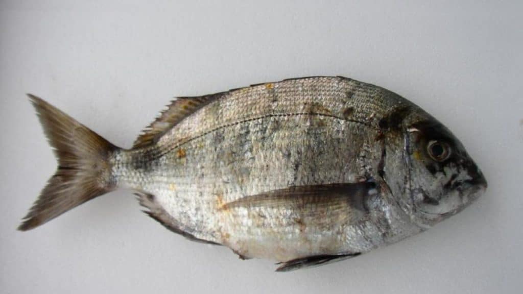 Contra La Inflación: Los Pescados Más Baratos, Ricos Y Nutritivos Para Recetas De Diez