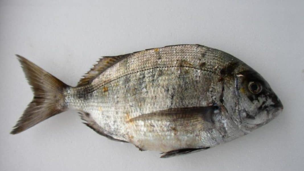 Contra la inflación: los pescados más baratos, ricos y nutritivos para recetas de diez