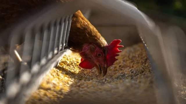 La ciencia, alerta con la gripe aviar