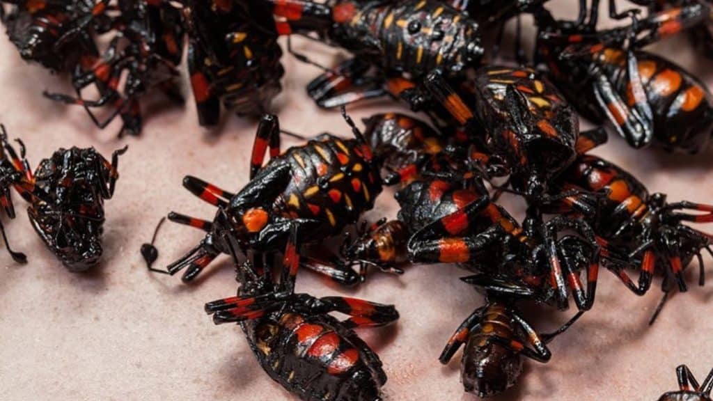 Alcampo Promociona Un Alimento Saludable Que Lleva Insectos: &Quot;Son Una Gentuza&Quot; 52 ¿Qué Insectos Puedes Comprar?