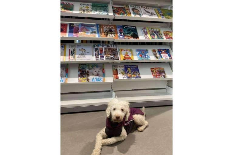L’Almozara Can Bosc y su nuevo curso de educación canina entre semana a partir del lunes 13 de marzo