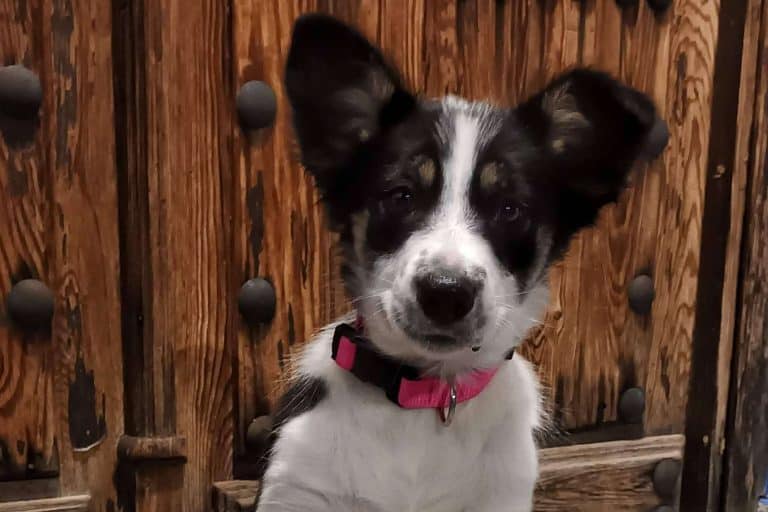 Educar a un perro desde cachorro es vital, de la mano de Asociación Española de Perros de Apoyo
