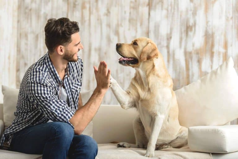 DogCareBcn señala lo fundamental que es la educación canina, sin importar la raza o tamaño