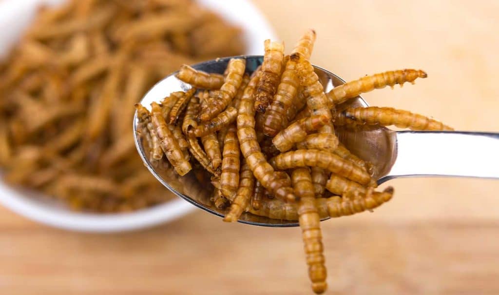 Alcampo Promociona Un Alimento Saludable Que Lleva Insectos: &Quot;Son Una Gentuza&Quot; 53 Alcampo: ¿Cuánto Cuestan Los Insectos?