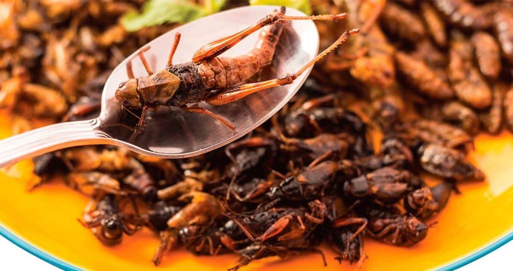 Alcampo Promociona Un Alimento Saludable Que Lleva Insectos: &Quot;Son Una Gentuza&Quot; 54 Es Una Cuestión Cultural