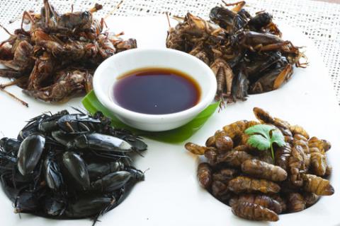 Alcampo Promociona Un Alimento Saludable Que Lleva Insectos: &Quot;Son Una Gentuza&Quot; 57 Las Palabras De Los Especialistas