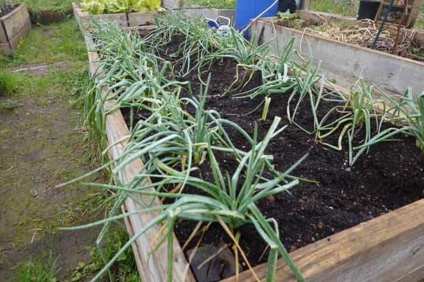 Cuándo Es Temporada De Calçots Y Dónde Comprar