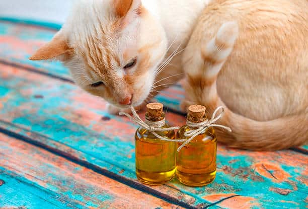 El aceite de oliva ayuda a proteger a nuestro gatito