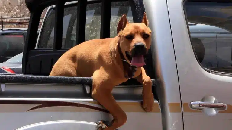 Los pitbulls fueron perros niñeras.