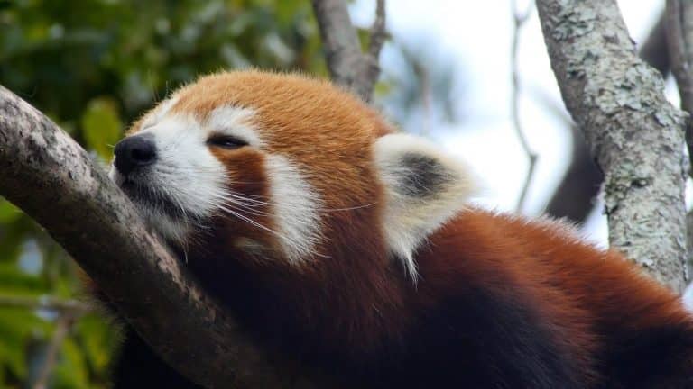 El panda rojo está catalogado como uno de los animales más bellos del mundo.