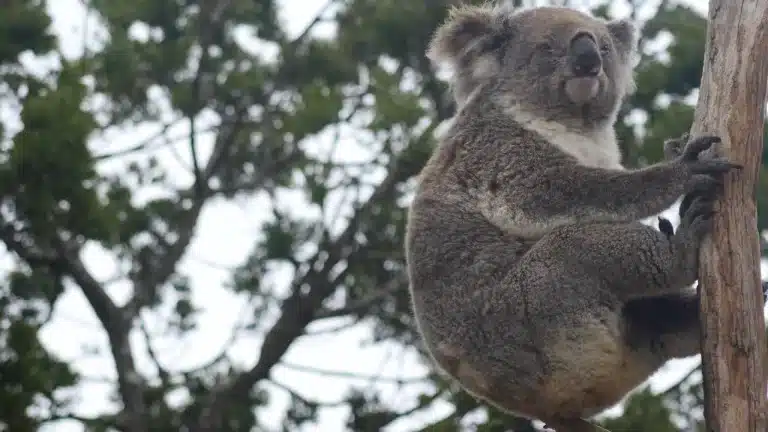 Los Koalas pueden vivir sin beber agua.