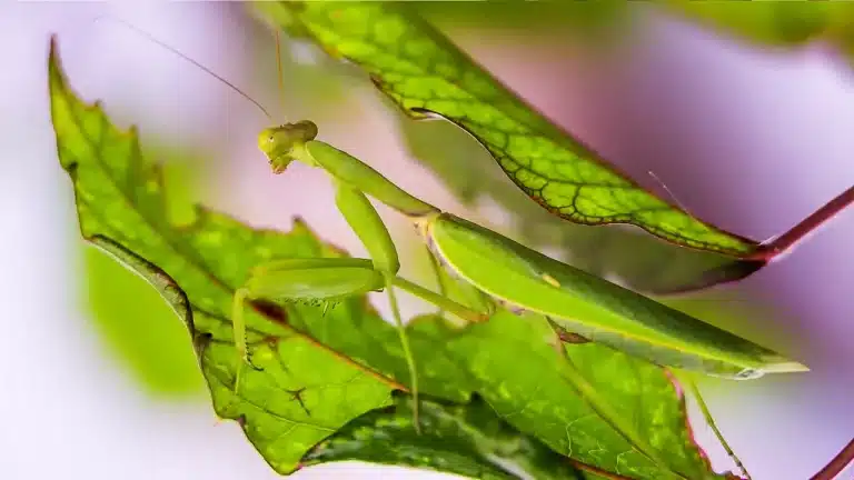 Las mantis pueden poner hasta 400 huevos.