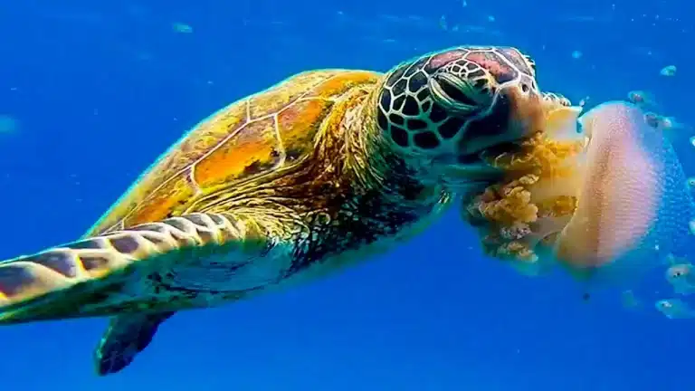 Las tortugas marinas se comen las medusas.