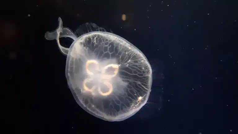 Las medusas se evaporan bajo los rayos del sol.