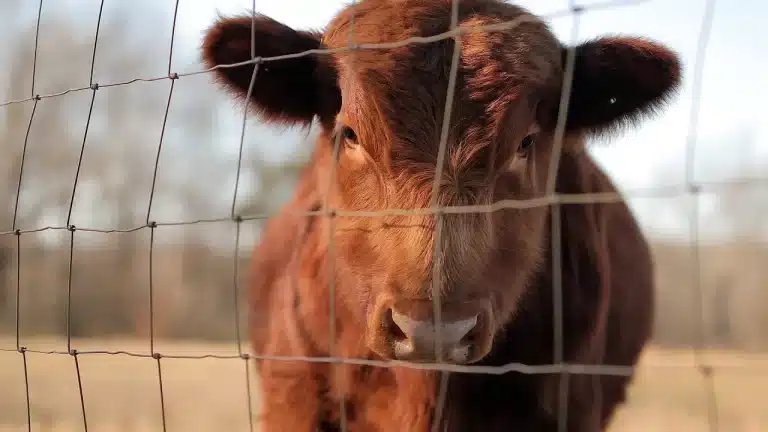 La vaca más pequeña del mundo.