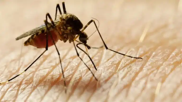 ¿Por qué es bueno presionar con una cuchara caliente encima de la picadura de un insecto?