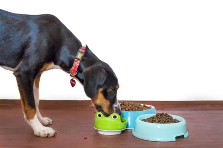 Recomendaciones para alimentar a los perros de una forma más natural